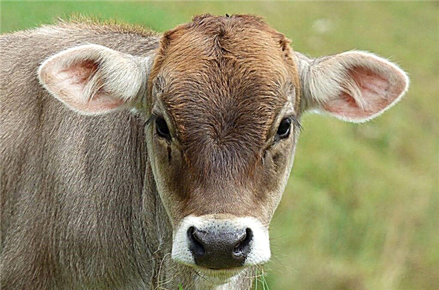 Charakteristiky plemena kráv Kostroma