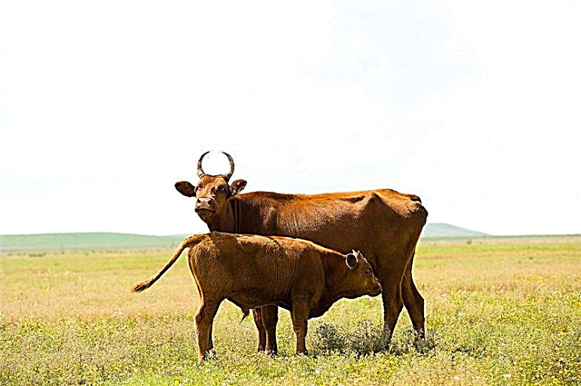 Kalmyk razza di mucche