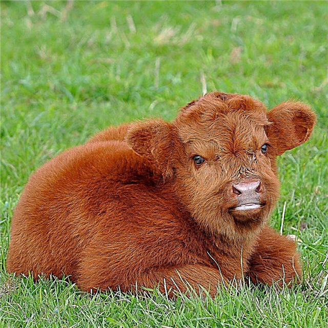 Características de una vaca sin cuernos