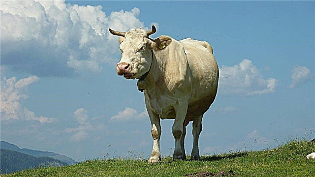 Ist es möglich, das Körpergewicht eines Viehs zu bestimmen, wenn die Waage bricht?