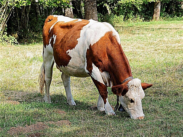 Montbéliardi tõugu lehmade omadused