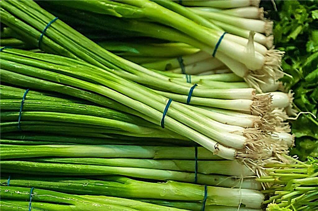 How to store leeks properly at home