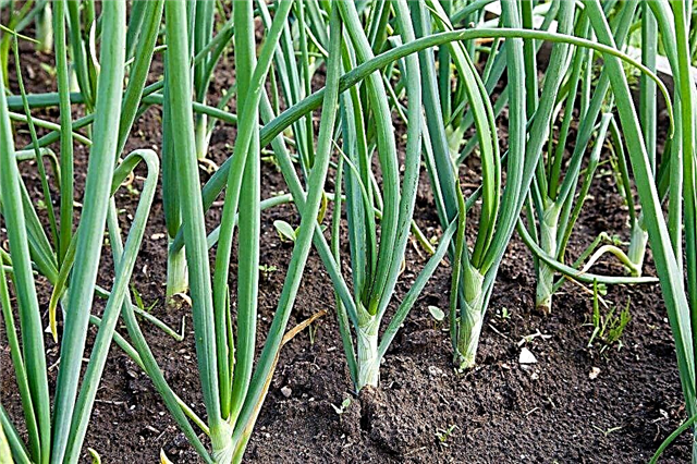 The value of metronidazole for growing onions