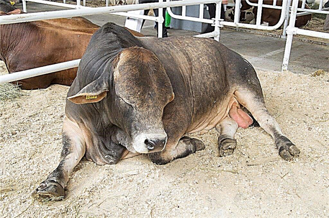 Dieta y reglas nutricionales de un toro inseminante
