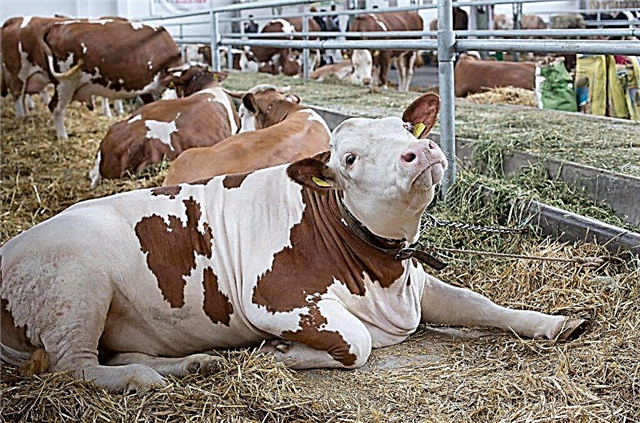 What to do if the cow does not stand up after calving
