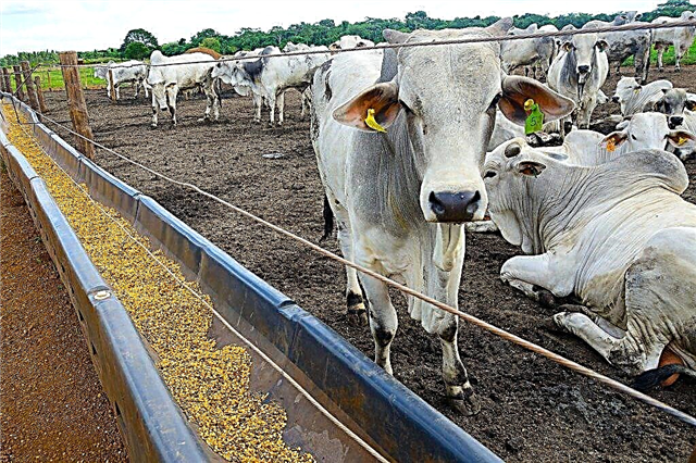 Choice of compound feed for cattle