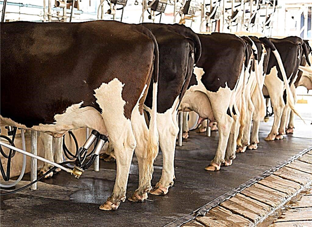 Causas de estreptoderma en vacas