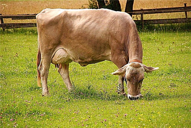 Características de la raza suiza de vacas