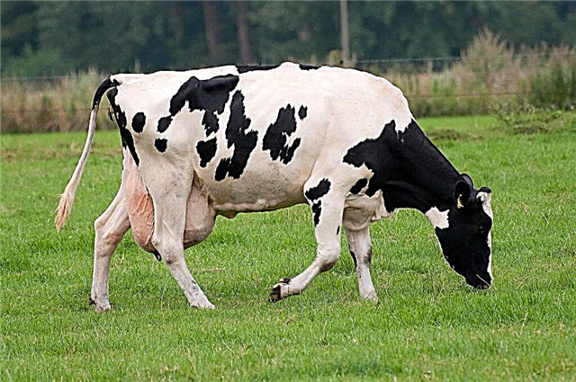 Description of cow pregnancy by month