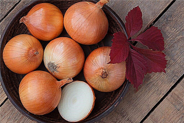 What to soak onions before planting