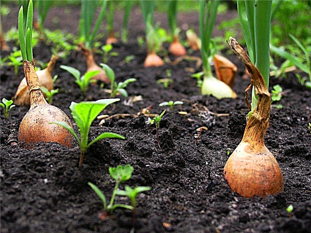 When to remove onion sets from the garden