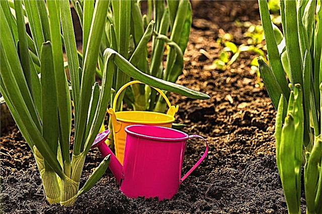 Plantar sementes de cebola nos verdes