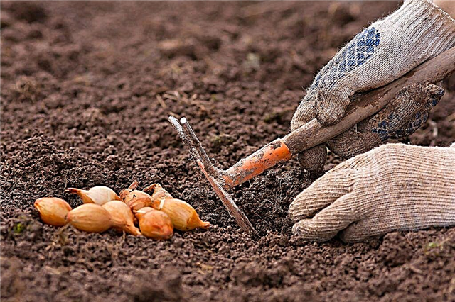 Reglas para plantar conjuntos de cebolla en campo abierto