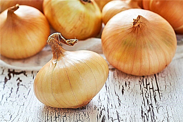 Varieties and rules for planting onions in the Moscow region