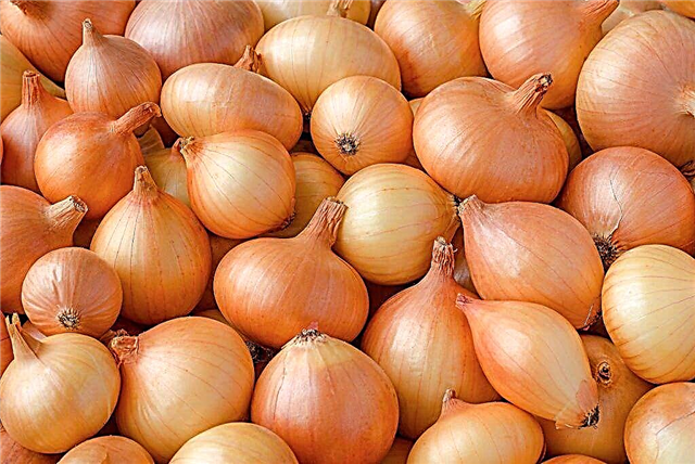 Sturon onion variety description