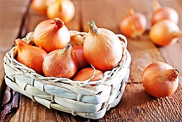 Characteristics of Shetan onion sets