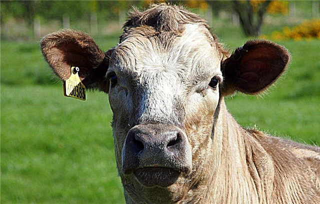 O que fazer se uma vaca não tem chiclete
