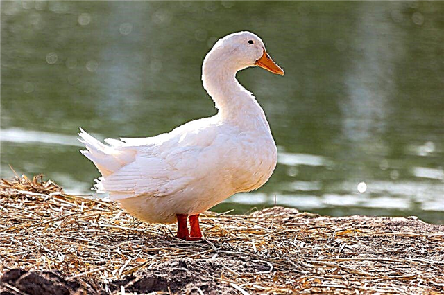 Characteristics of agidel duck