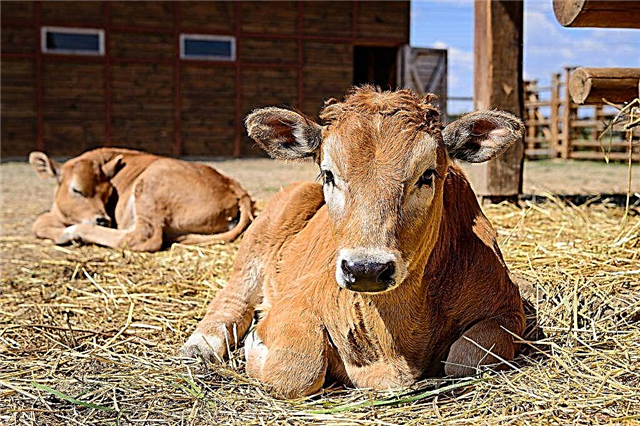 The importance of vitamins in the life of calves