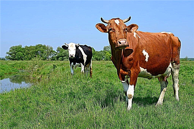 Brucellosis in cows