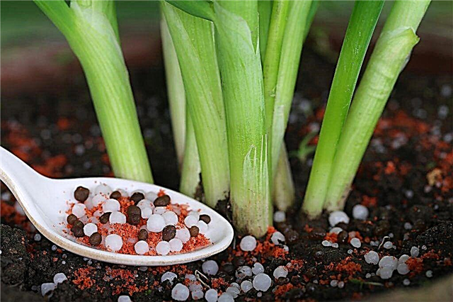 Fertilizers for different types of onions