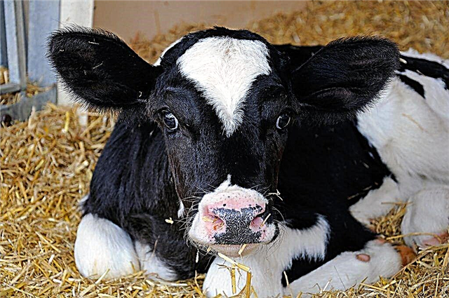 Bronchopneumonia in calves