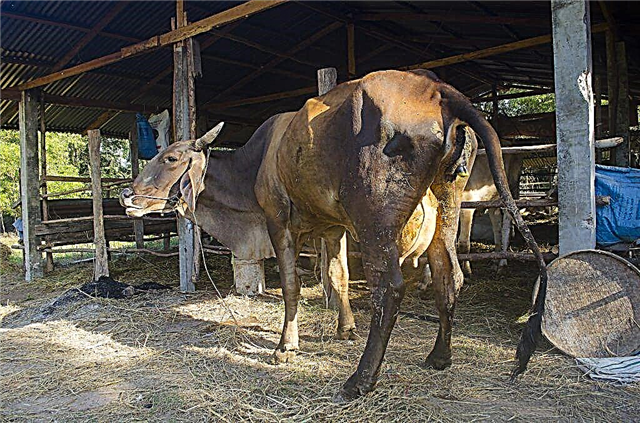 Consequências da paresia pós-parto em vacas