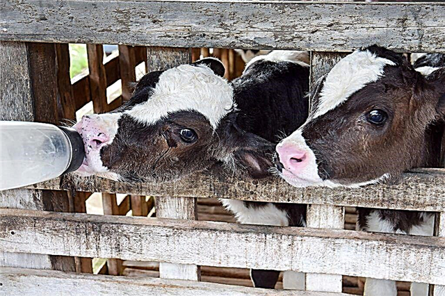 Feeding and caring for calves in the first year of life