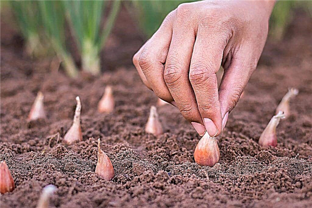 Reglas para procesar conjuntos de cebolla antes de plantar