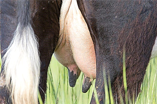 Causas del edema de ubre en una vaca