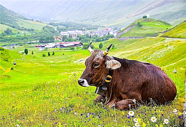 ¿Qué determina la esperanza de vida de una vaca doméstica?