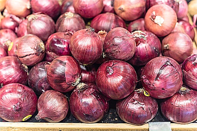 How to properly store onions at home