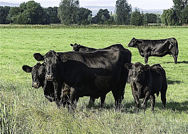 Aberdeen Angus cattle