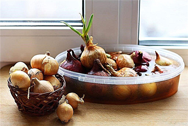 How to plant onions on greens on a windowsill