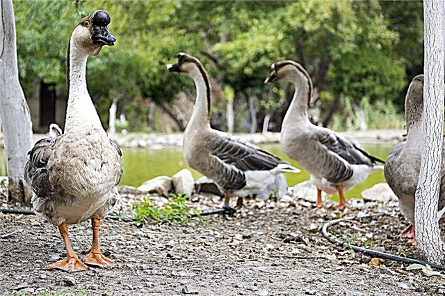 Chinese breed of geese