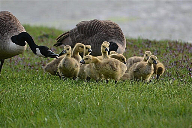 What should be feeding goslings at home