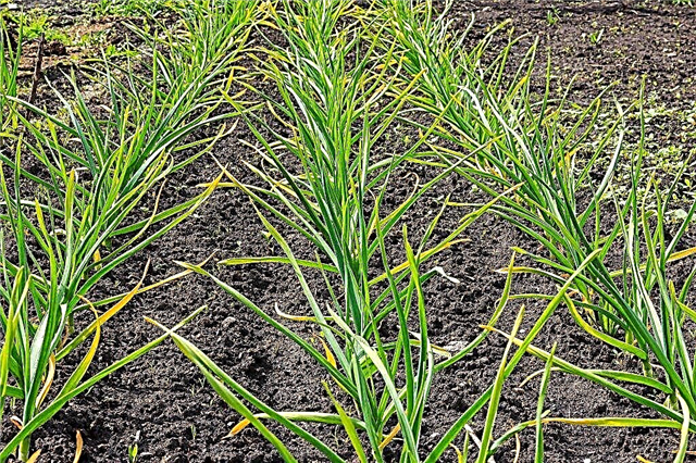 Ways to deal with powdery mildew on onions