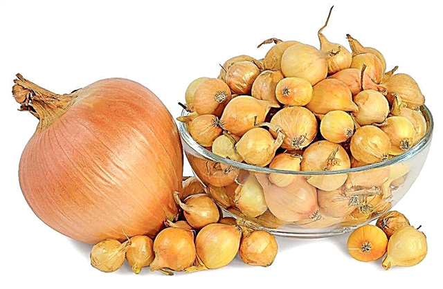 Onion sets: description and selection of varieties
