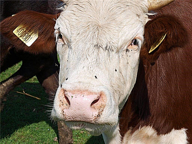 Χαρακτηριστικά της λευκής κεφαλής αγελάδων του Καζακστάν