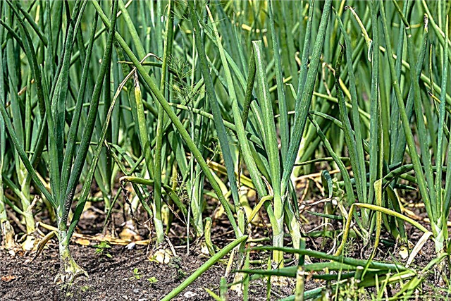 How and how to water green onions so that the feathers do not turn yellow