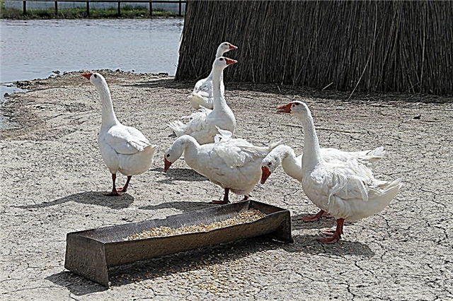 Common breeds of geese