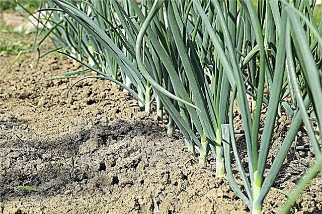 What to do to prevent the onion from turning yellow in the garden