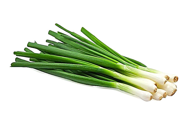 How to keep green onions in the refrigerator