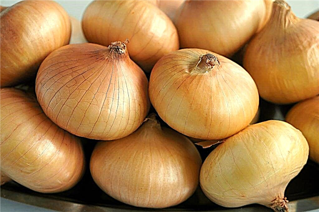 Modern varieties of onion sets