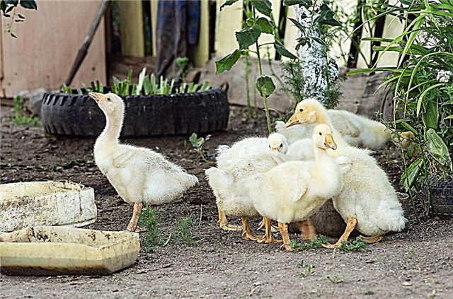 How to make a goose feeder