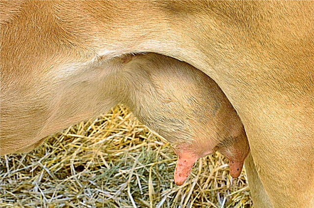 Methods for treating udder warts in a dairy cow