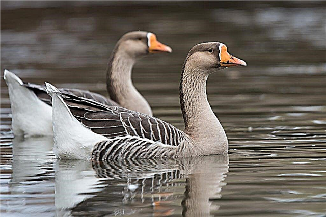 Features of the Kuban geese