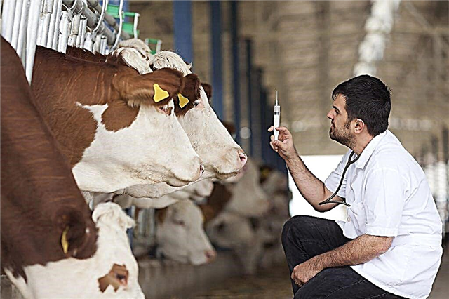 Règles de base pour l'insémination artificielle des vaches