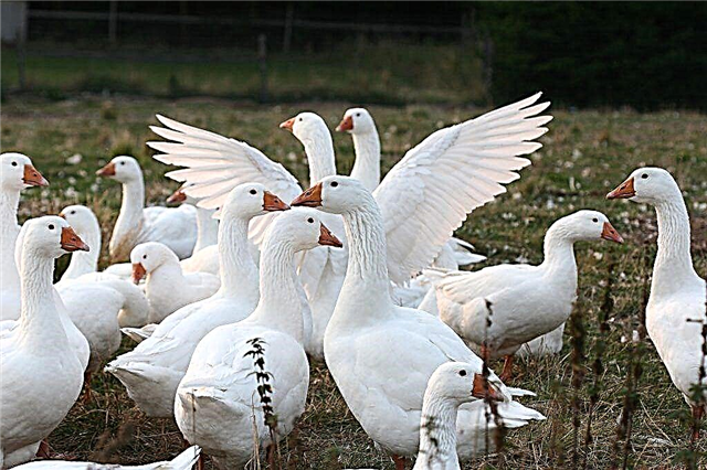 Description of the breed of geese Danish Legard