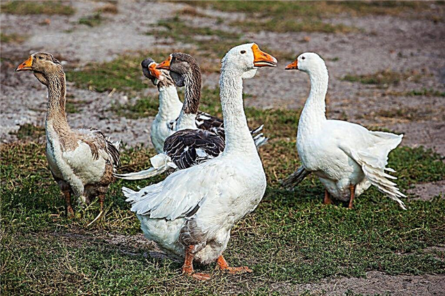 What to do when geese start to rush?